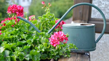 annaffiare-sul-balcone