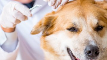 pulci-e-zecche-animali