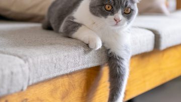 sterilizzazione-gatto