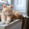 gatto-anziano