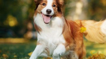 sterilizzazione-canina